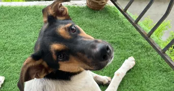 noémie pet sitter à BOURGOIN JALLIEU 38300
