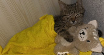 angel pet sitter à MONTLHERY 91310_8