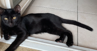 samantha pet sitter à MONTPELLIER 34070_3