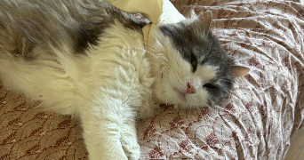 sabrina cat sitter à PARIS 17 75017_0