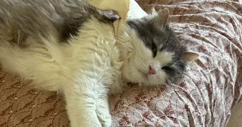 sabrina cat sitter à PARIS 17 75017