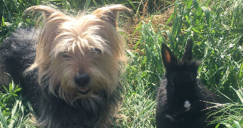 prescylia pet sitter à La farlede 83210_3
