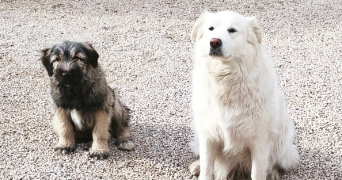 céline pet sitter à CAPENS 31410_6