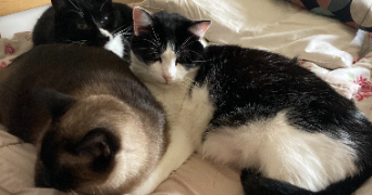michael pet sitter à SEVRES 92310_5