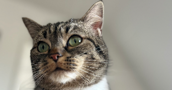 simon pet sitter à BAUVIN 59221_2
