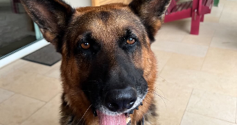 Carla pet sitter à Lyon 69008_7