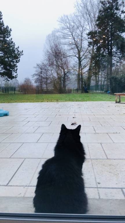 marie  pet sitter à Linselles 59126_1