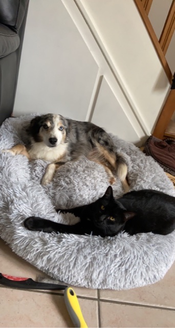 Helen pet sitter à Draveil 91210_4