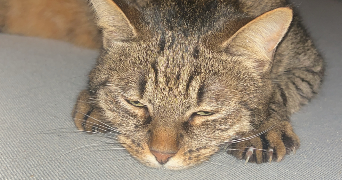 carine pet sitter à ST LAURENT DE TERREGATTE 50240_4