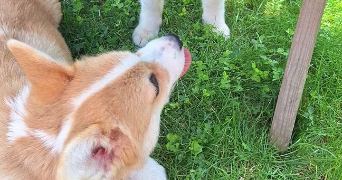 carole pet sitter à PONT SUR SAMBRE 59138_2
