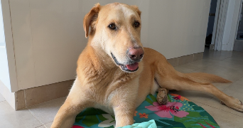 loréna pet sitter à DRAP 06340_2