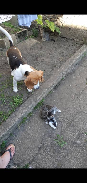 Jessica pet sitter à Algrange 57440_6