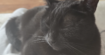 manon pet sitter à Maisons-Alfort 94700_3
