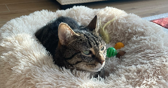 mathilda pet sitter à ORLEANS 45000_6