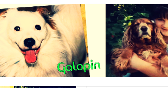 marielle pet sitter à TOULOUSE 31200_6