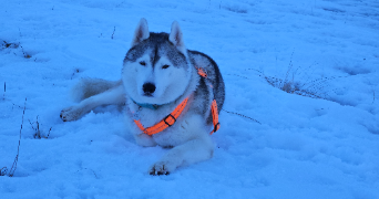 marie pet sitter à CALLIAN 83440_1