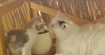 marion cat sitter à ANNECY 74960
