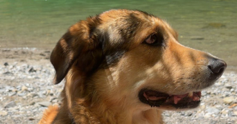 guylène pet sitter à AYSE 74130_1