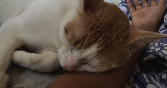 khadydia cat sitter à BOULOGNE BILLANCOURT 92100_2