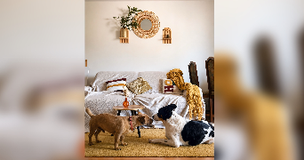 anaelle pet sitter à LIVRY GARGAN 93190_7