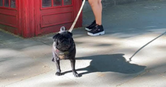 izett pet sitter à LEUVILLE SUR ORGE 91310_5