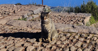 maël cat sitter à ST MALO 35400_2