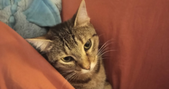 maëva pet sitter à CAHORS 46000_5