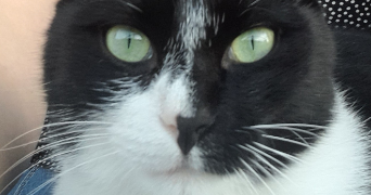 julie pet sitter à VERNOU LA CELLE SUR SEINE 77670_0