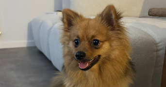 clara pet sitter à ST FARGEAU PONTHIERRY 77310_1