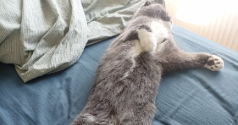 mathieu cat sitter à PONTOISE 95300_7