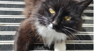 léonore pet sitter à SECLIN 59113_3