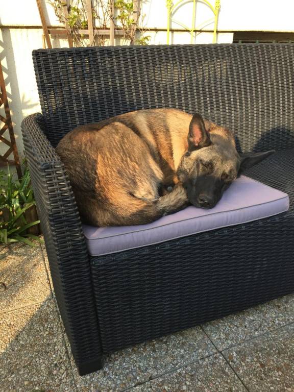 Catherine pet sitter à Fontenay-le-Fleury 78330_0