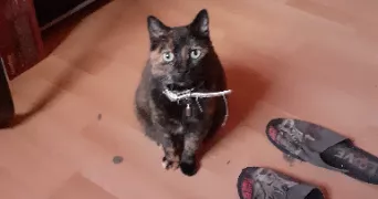 lilith pet sitter à CHERBOURG EN COTENTIN 50110