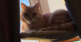 chloé pet sitter à CHATILLON 92320_1