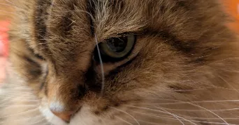 maion pet sitter à VIROFLAY 78220