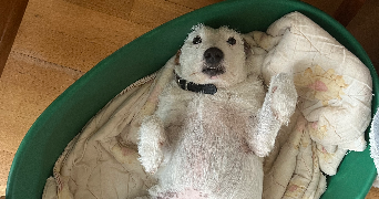 claire pet sitter à NOISY LE ROI 78590_8