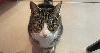 lali pet sitter à Les Lucs sur Boulogne 85170_2