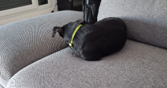 laury ann dog sitter à SARCELLES 95200_2