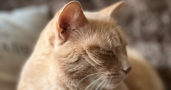 vanessa pet sitter à BARBY 73230_1