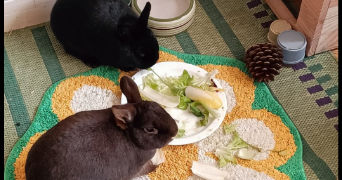 nolhan pet sitter à BESANCON 25000_1