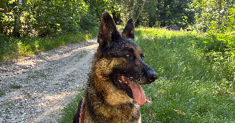 romane pet sitter à AIX EN PROVENCE 13100_1