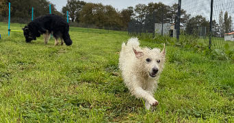 zoé pet sitter à Dompierre sur Yon 85170_2