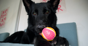karolina pet sitter à PARIS 17 75017_8