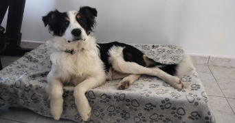 manon pet sitter à VILLARIES 31380_1