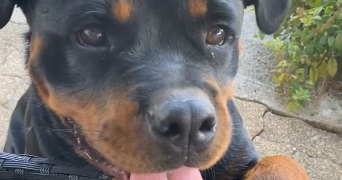 margot pet sitter à BESANCON 25000_7