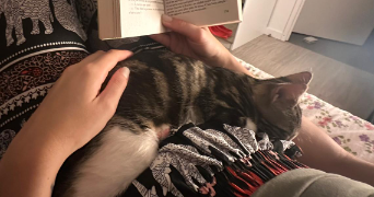 virginie pet sitter à TOURS 37100_3