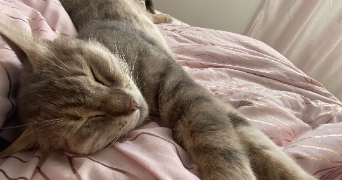 elisa pet sitter à LORIOL SUR DROME 26270_2