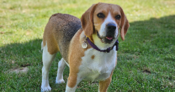 marlene pet sitter à AUNEAU BLEURY ST SYMPHORIEN 28700_67