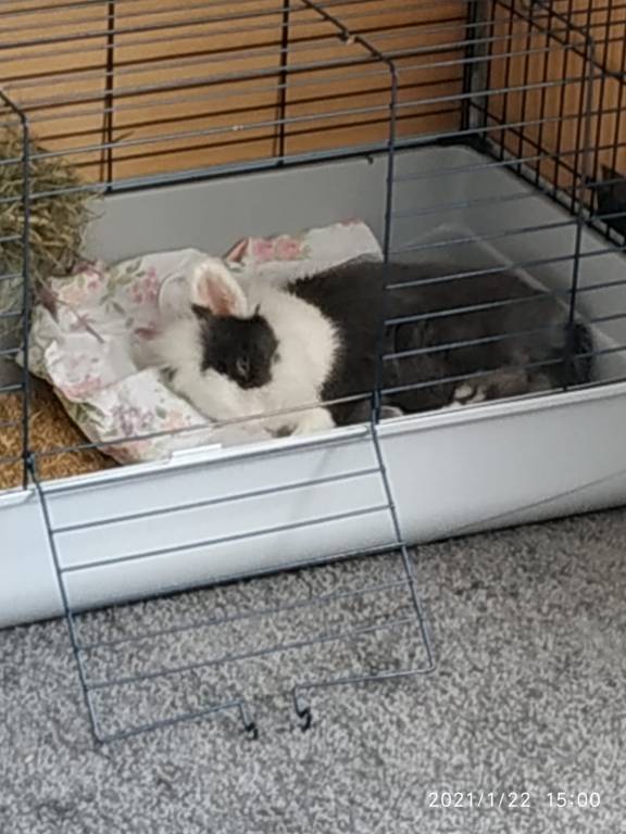 candice pet sitter à Guignes 77390_1