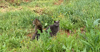 louisa pet sitter à CAZALS 82140_4